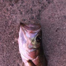 岸壁ジギング！