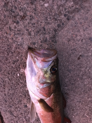 岸壁ジギング！