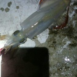 ケンサキイカ1杯！