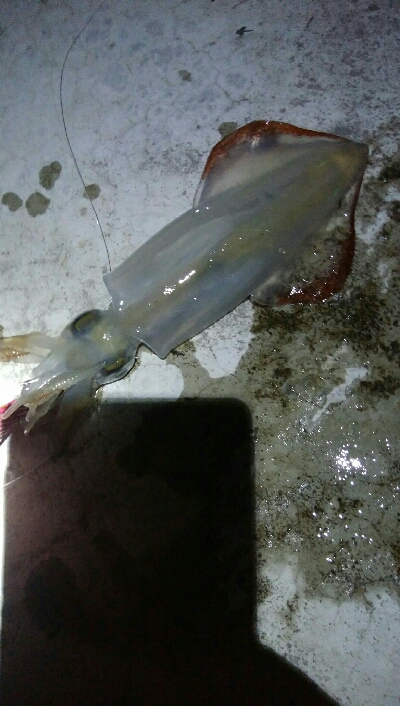 ケンサキイカ1杯！