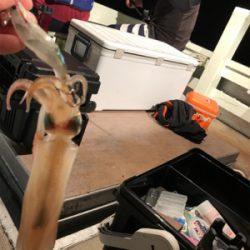 チャーターで楽しく