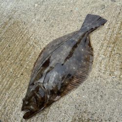 ラッキーヒラメ