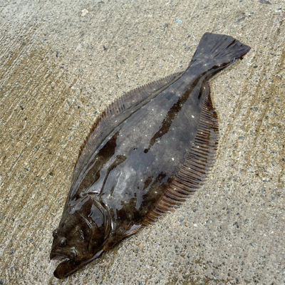 ラッキーヒラメ