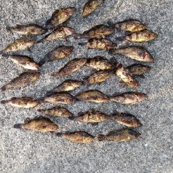 タケノコメバル