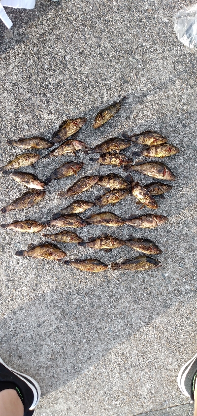 タケノコメバル