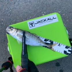 アジングNewリール入魂釣行