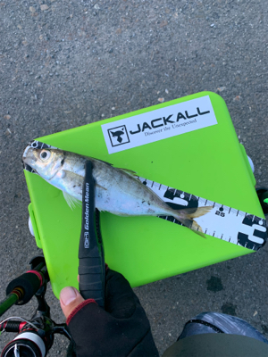 アジングNewリール入魂釣行