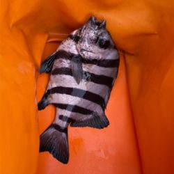 久しぶりの夜釣り