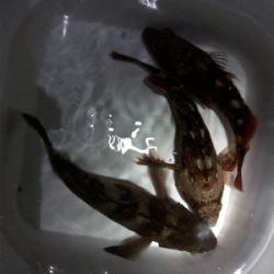 メバリング最終回？