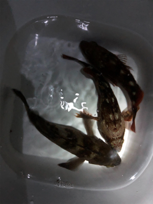 メバリング最終回？