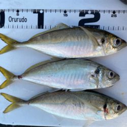 はじめてのカゴ釣りで尺(足らず)アジゲット