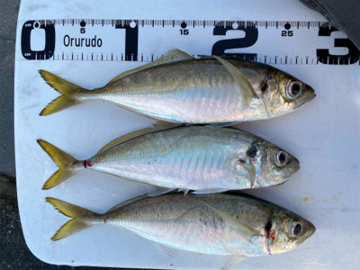 はじめてのカゴ釣りで尺(足らず)アジゲット…