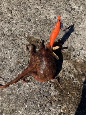 ⭐︎イカでタコ