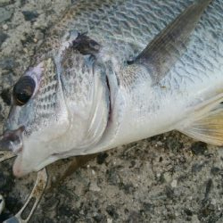 『釣りデビュー(^^)』203