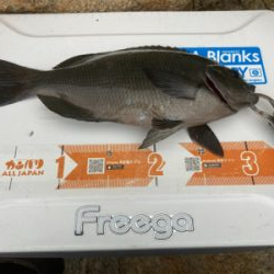 しまなみ沖磯グレ