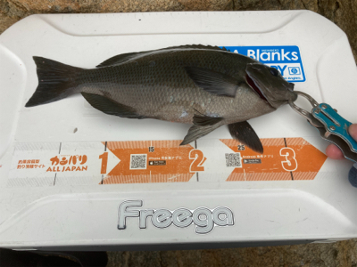 しまなみ沖磯グレ