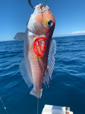 マイボートで、今が旬のアマダイとレンコダイ…