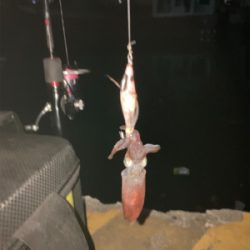 やっぱりヒイカいた(^.^)