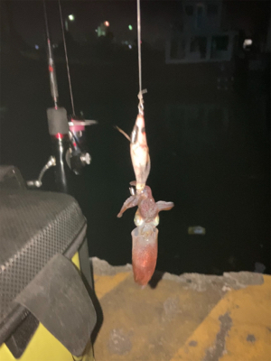 やっぱりヒイカいた(^.^)