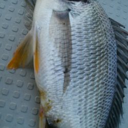 『釣りデビュー(^^)』204