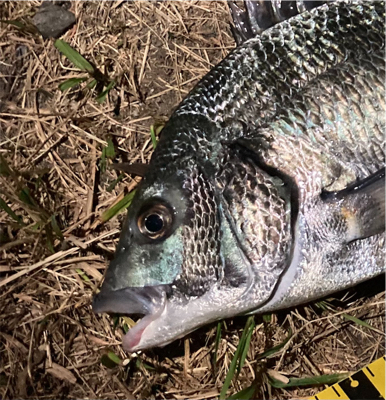 素人のチニング