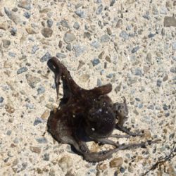 オクトパッシング