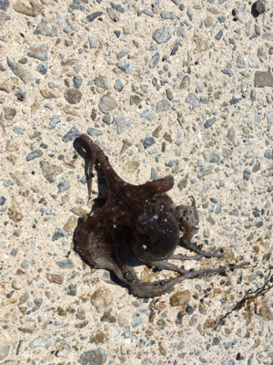 オクトパッシング