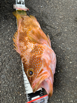 五目釣楽しい！