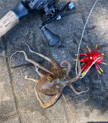 やっぱ土日祝の蛸散歩は苦手かも。。