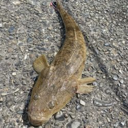 初めてのポイントで！