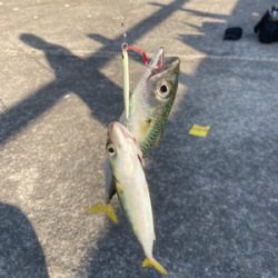 予定通りのサバ