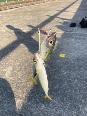 予定通りのサバ