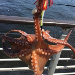 シラサエビとタコエギ