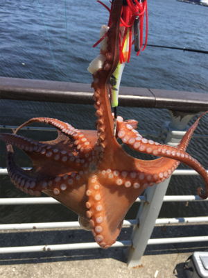 シラサエビとタコエギ