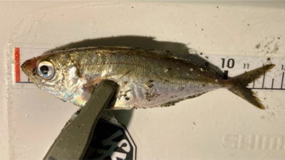 アジ探しで六目釣りに(^O^)