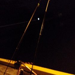 ぶっこみでチヌ、さめ、あなご等