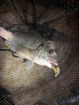 連休は釣りをするには向かない。