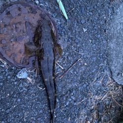 ダイソージグでマゴチ