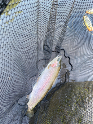 黒保根渓流フィッシング