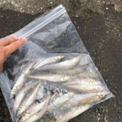 チョイ投げキス釣り