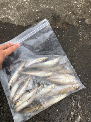 チョイ投げキス釣り