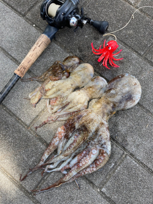 鋼の心燃やし蛸散歩。4杯。。