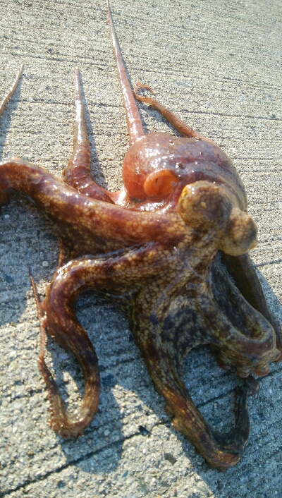 『釣りデビュー(^-^*)』205