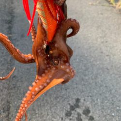 やっと、まともなタコ!