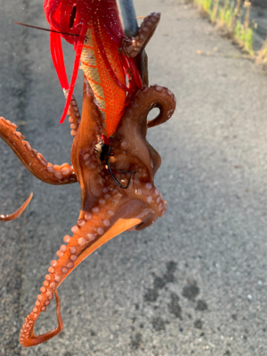 やっと、まともなタコ!