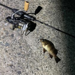 ライトゲームフィッシュ