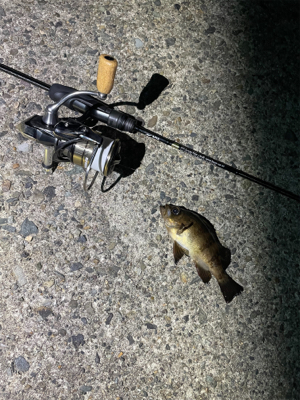 ライトゲームフィッシュ