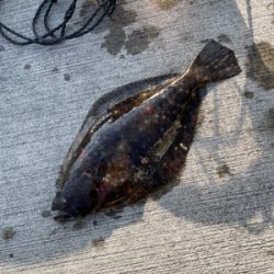 ノマセで高級魚!