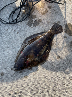 ノマセで高級魚！