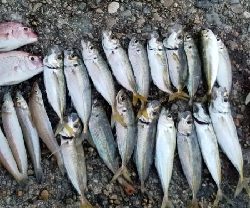 びっくり鯵、平目、鱚